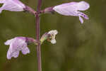 Godfrey's false dragonhead